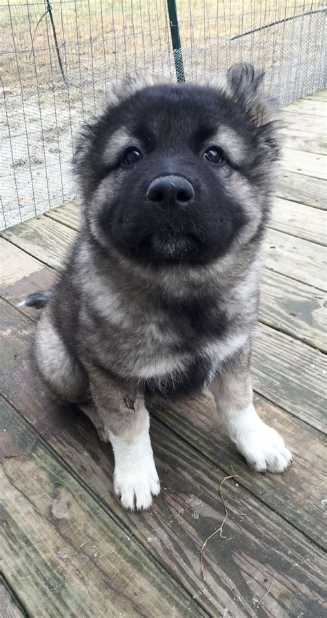 caucasian dogs for sale|25 cute Caucasian Shepherd Dog puppies for sale .